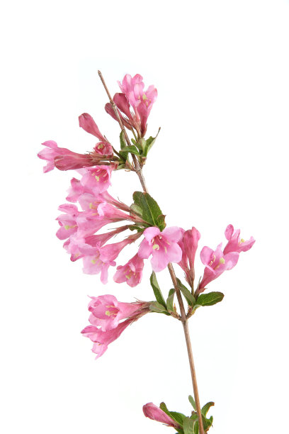 维格拉枝孤立在白色背景上。图片下载