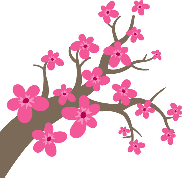 白色背景上的樱花图片下载