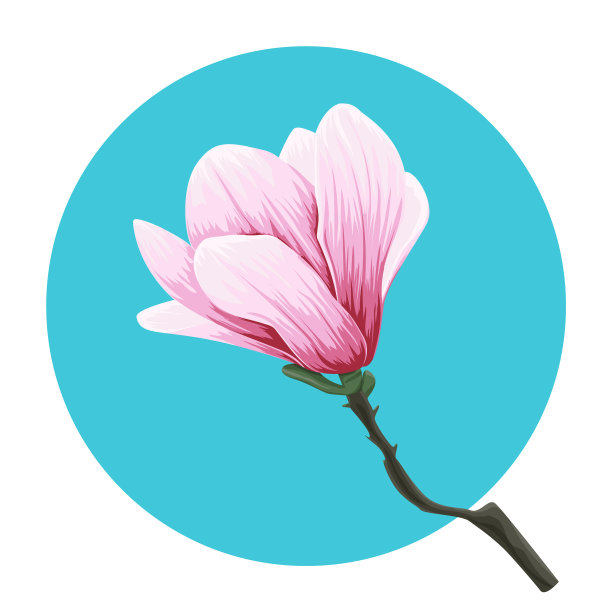 嫩枝盛开的粉红玉兰素描图片下载