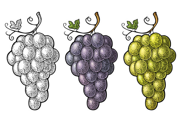 葡萄与浆果和树叶串串佳酿图片下载