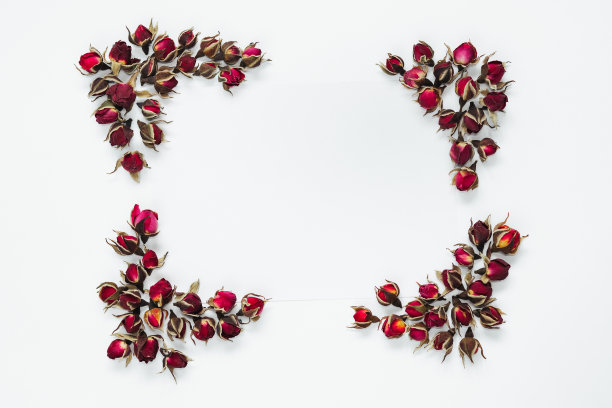 玫瑰花蕾边角在白色的背景图片下载