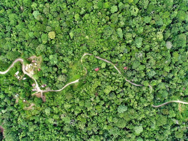 在丛林中图片下载