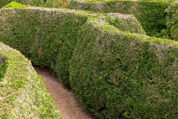 绿色的树篱图片下载