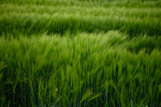 田野的新鲜绿色大麦谷物。漂亮的背景图片下载