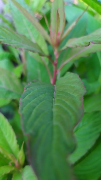 近距离观察大自然中美丽的绿叶图片下载