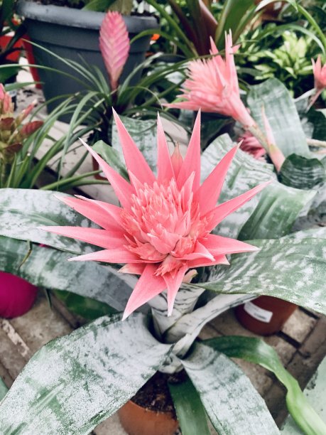 朋克的花图片下载