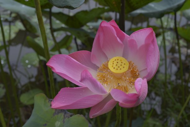 自然照片:潭大荷塘中的荷花花园图片下载