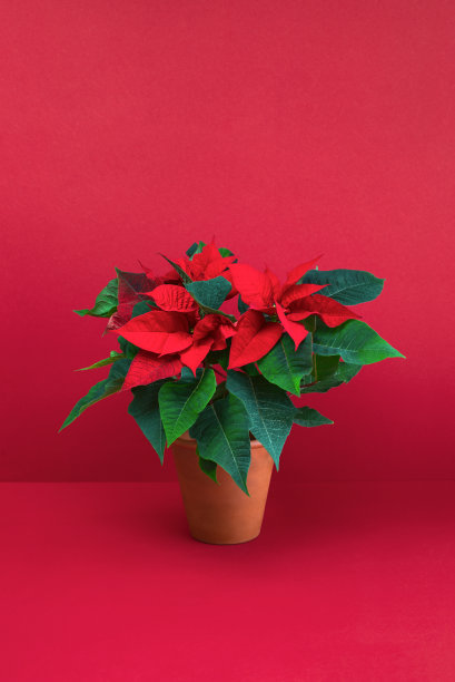 一品红在陶瓷盆中绽放，正面观赏图片下载