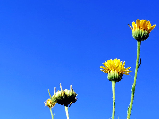 蓝天下黄金盏花。夏天的背景。库存图片图片下载