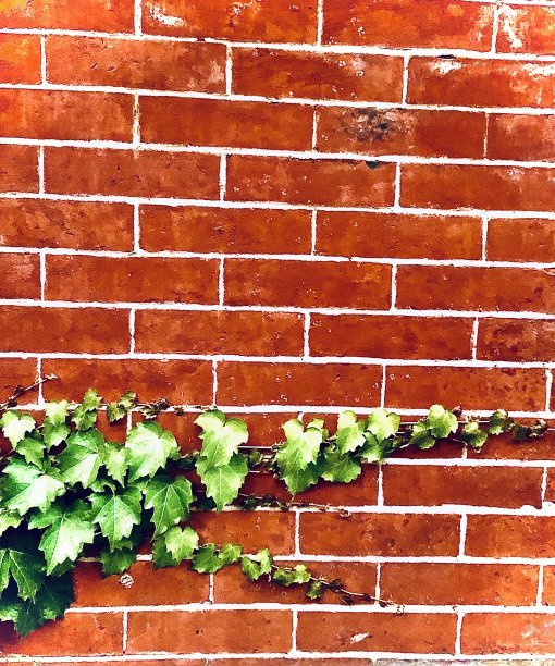 红砖建筑上的常青藤图片下载