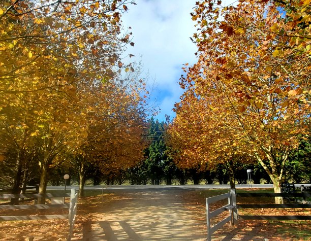 大门，金色的树，秋天图片下载