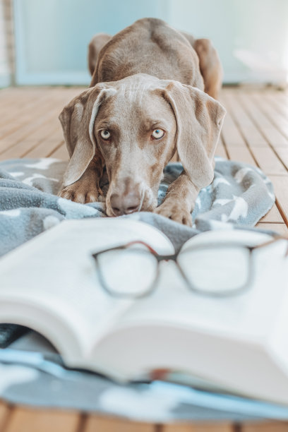 威玛犬品种，年轻的威玛犬看着相机，戴着眼镜和看书图片下载