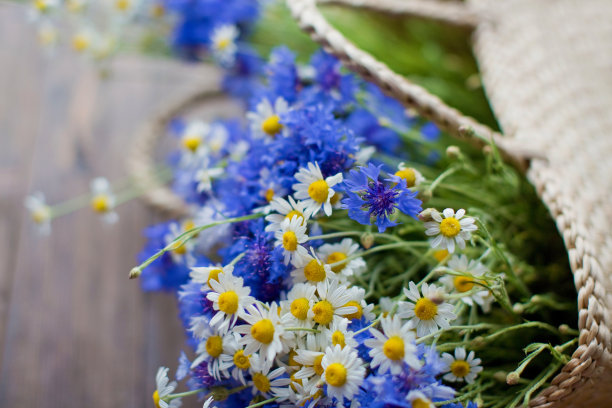 木背景上的矢车菊和洋甘菊图片下载