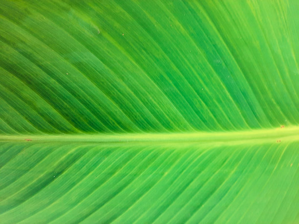 抽象绿色背景纹理图片下载