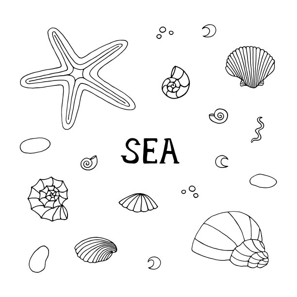 矢量插图与贝壳在白色的背景。轮廓图。图片下载