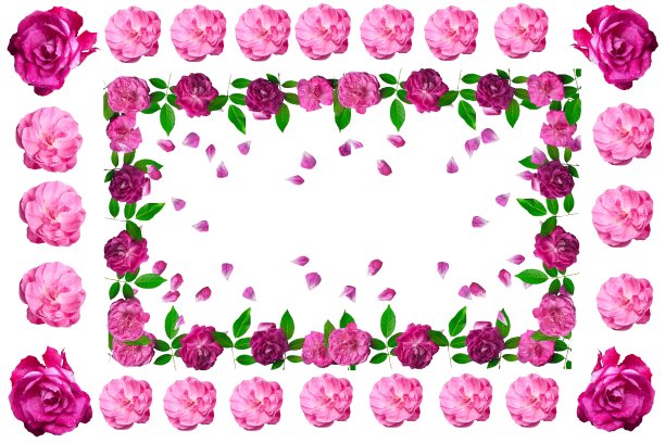 白色背景上的粉红玫瑰框架。网页设计海报，礼品卡，情人节，婚礼，生日，国际妇女节，3月8日，母亲节。图片下载