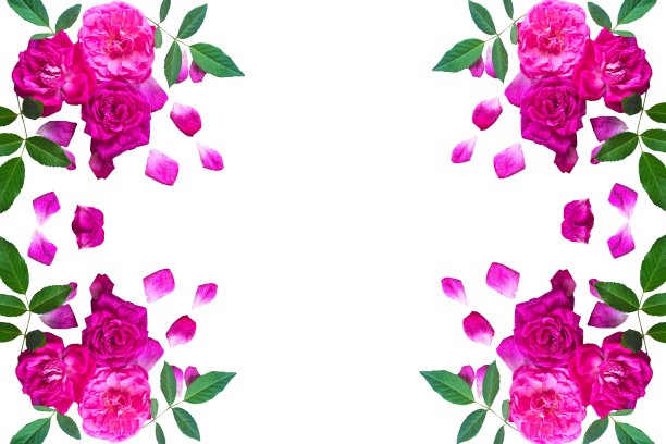 白色背景上的粉红玫瑰框架。网页设计海报，礼品卡，情人节，婚礼，生日，国际妇女节，3月8日，母亲节。图片下载
