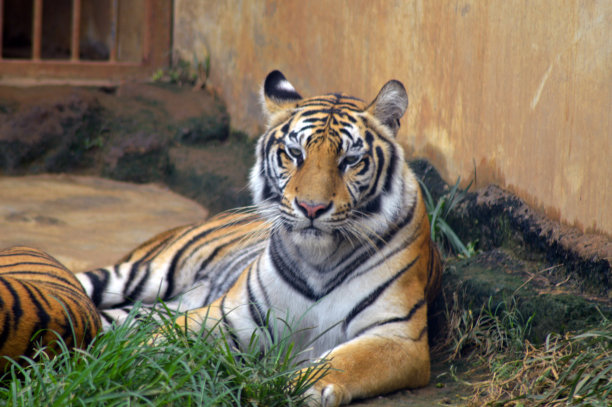 在一张动物园的照片中，一只老虎躺在草地上图片下载