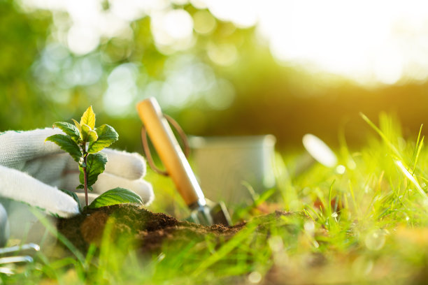 植物在地里生长图片下载