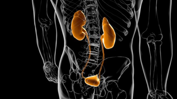 人体泌尿系统肾脏与膀胱解剖学的医学概念3D渲染图片下载