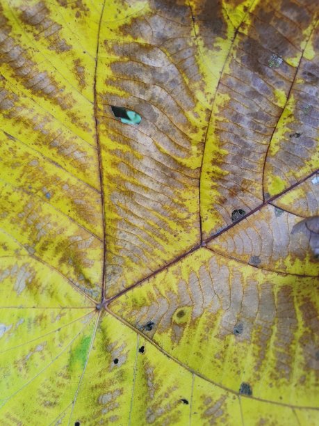 自然背景图片壁纸图片下载