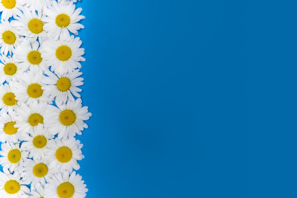 美丽的蓝色背景与新鲜的白色雏菊。复制空间的位置图片下载