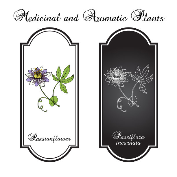 紫西番莲图片下载