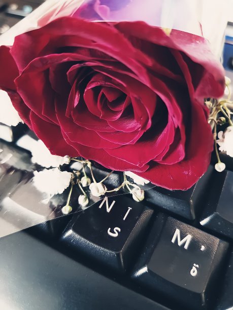 红玫瑰图片下载