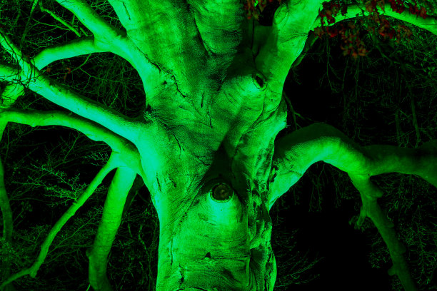 一棵在夜晚被照亮的树图片下载