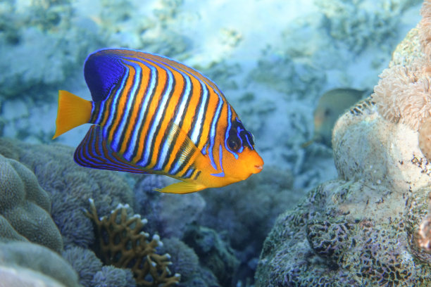 红海的帝王神仙鱼（Pygoplites diacanthus）图片下载