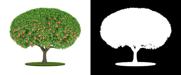 3D渲染苹果树孤立的白色背景alpha通道图片下载
