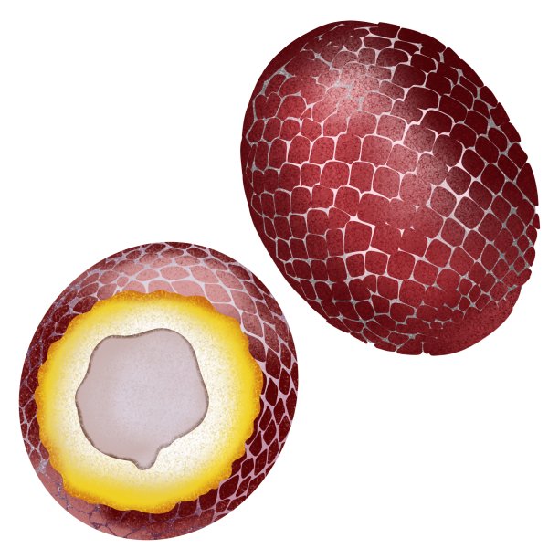 手绘纹理可爱的插图Ita Palm孤立在白色的背景。用于印刷，织物，图案，卡片，海报，菜单，生态食品店，美食节图片下载