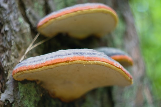 老树桩上的火绒菌。图片下载