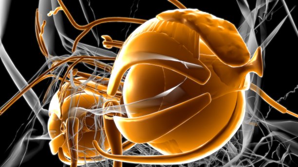 医学概念3D人眼解剖图片下载