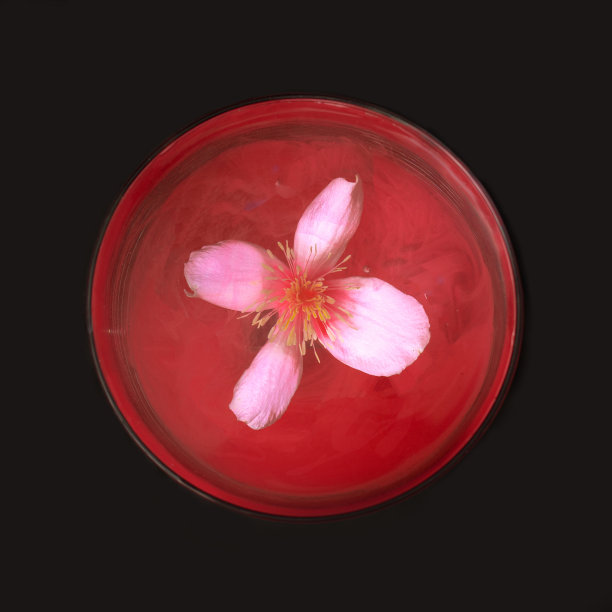 圆形乐观的氛围模拟橙色现代艺术简约的平面布局概念上的黑色背景。四白花瓣春季鲜花覆盖丙烯酸红墨水。图片下载