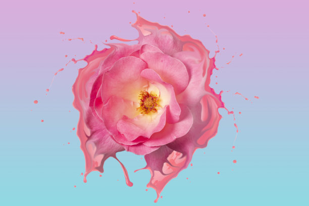 美丽的液状粉红玫瑰，带着粉红色的水花图片下载