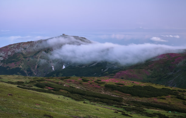 在有雾的早晨壮丽的日出。草坪的全景被粉红色的杜鹃花覆盖。春天的景色。山顶上的老天文台。美丽的照片。图片下载