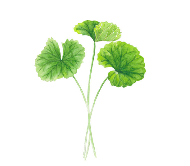 白底可拉叶水彩插画，保健和医疗概念图片下载