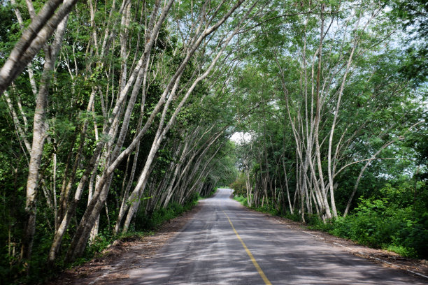 美丽的一条长长的路在夏天的一天与树木图片下载