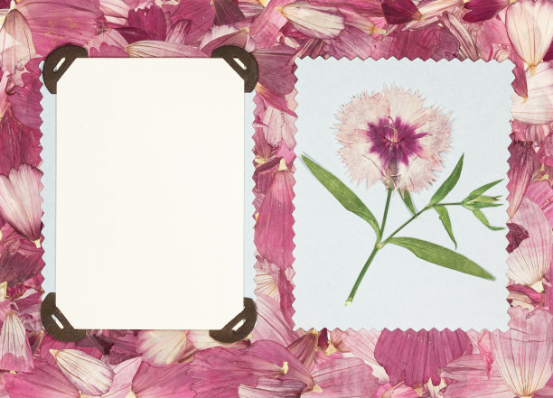 背景的碎片破碎的花和叶。剪贴簿元素由花和花瓣拼接而成。用于卡片、请柬和祝贺。用于问候语，剪贴簿。图片下载