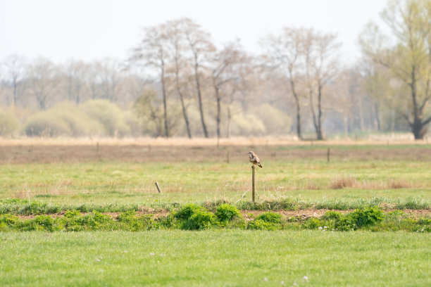 一只名叫布特奥的秃鹰，栖息在荷兰乡间草地上的一根篱笆柱上。秃鹰朝左边看。一条沟，草地和树在背景。景观。水平图片下载
