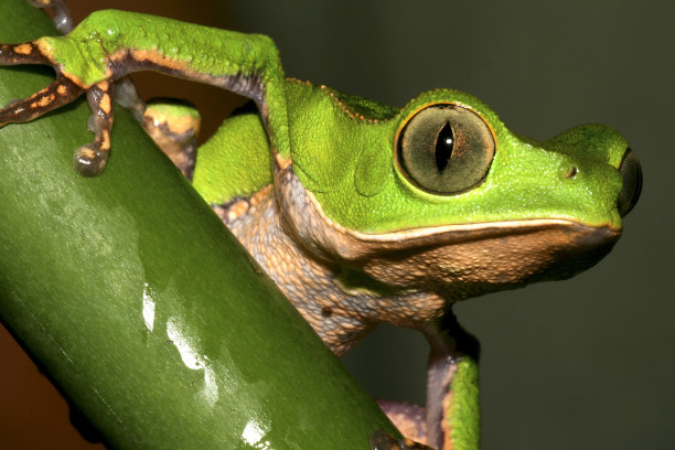 热带绿蛙，纳波河流域，亚马逊河，厄瓜多尔图片下载