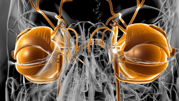 医学概念3D人眼解剖图片下载