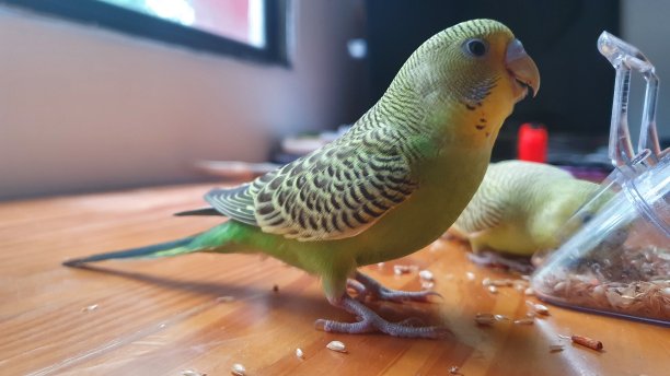 贝尼托的鹦鹉图片下载