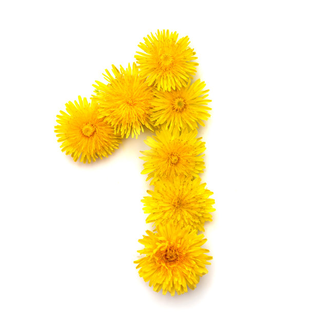 黄色的蒲公英花图片下载