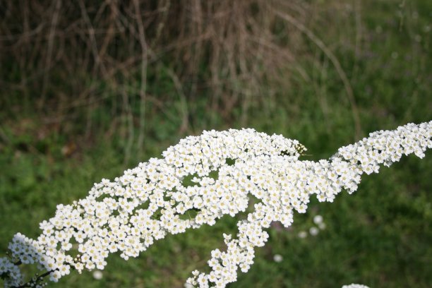 美丽的花朵盛开图片下载