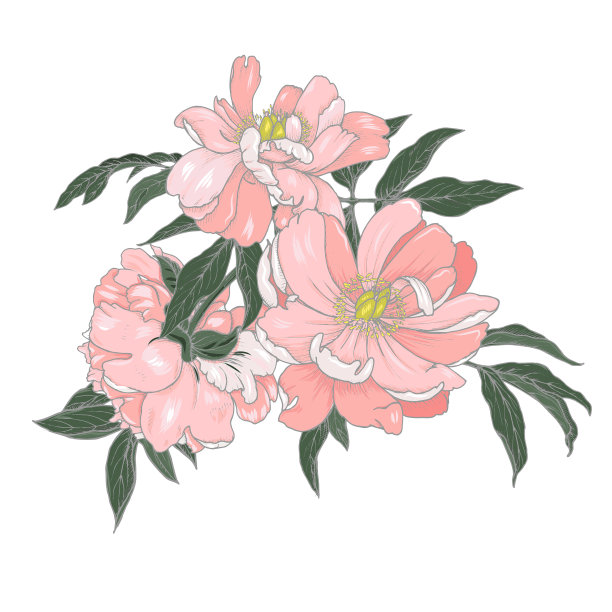 白色背景上的牡丹图片下载