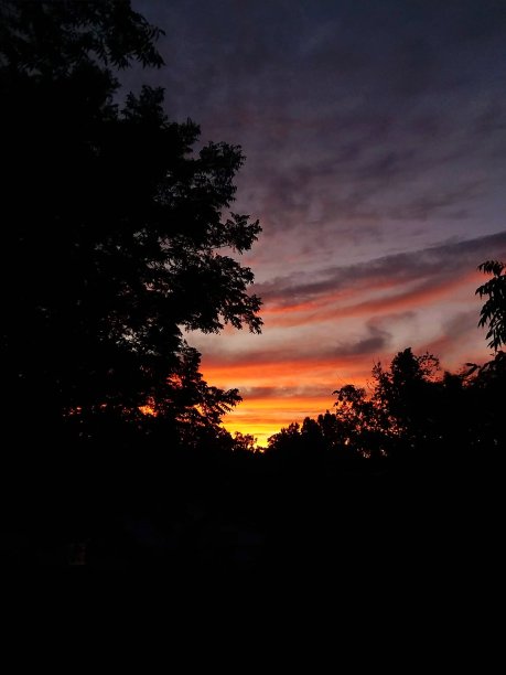 金色和橙色的夕阳和树木的剪影。图片下载