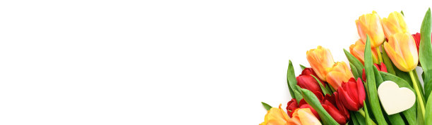 一束黄色和红色的郁金香，白色的背景上有一颗小小的心。春天和夏天的背景。母亲节、复活节和季节性节日。横幅图片下载