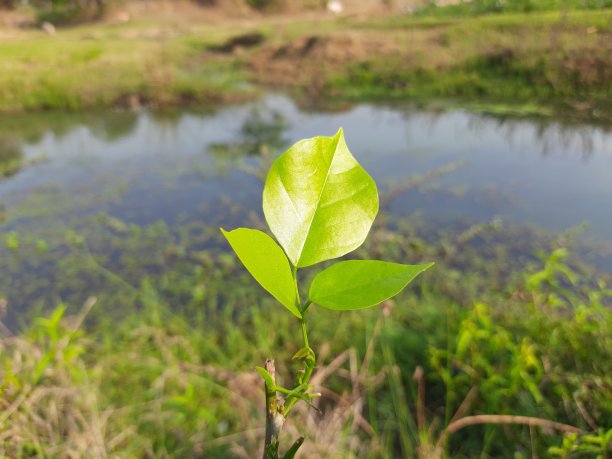 Millettia pinnata叶子。图片下载